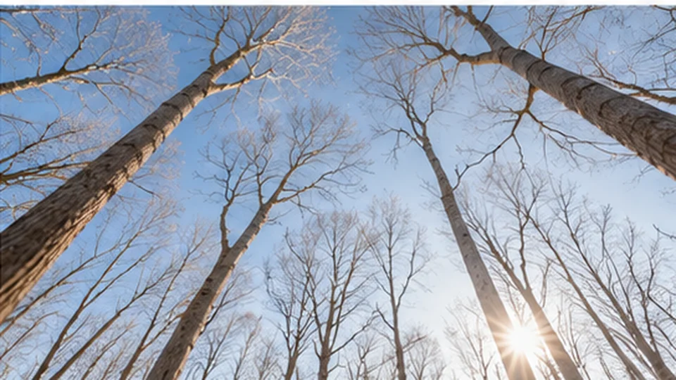 Looking upward through a canopy of leafless trees